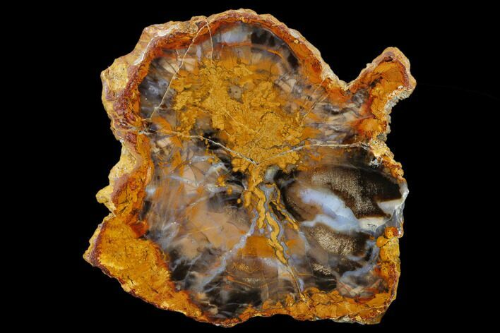 Petrified Wood (Sycamore) Slab - Parker, Colorado #114449